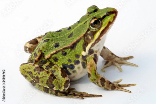 Obraz Żaba na białym tle