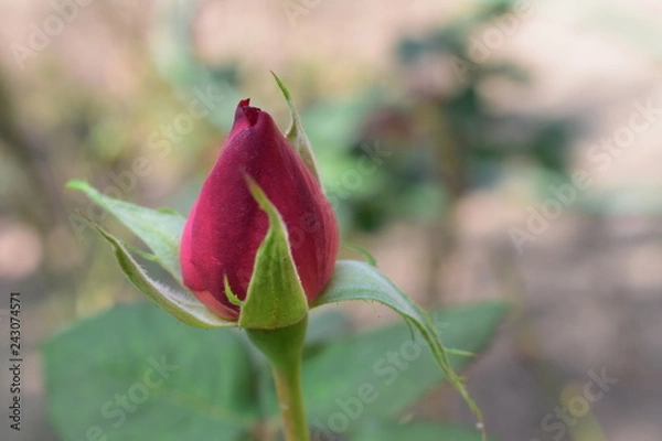 Obraz Rosas Rose Roja Flor