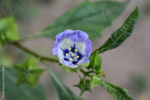Obraz Flor morada azul