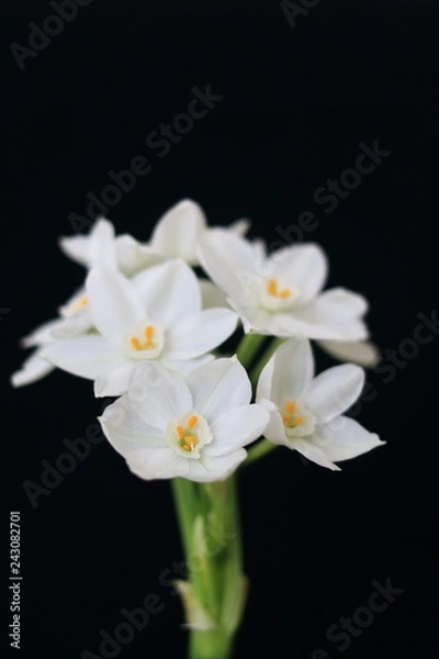 Obraz Paperwhites