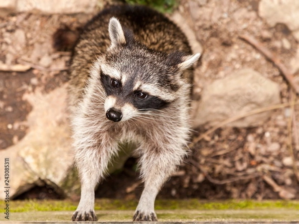 Fototapeta Waschbär