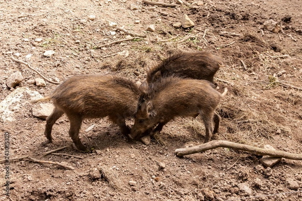 Fototapeta Wildschweine