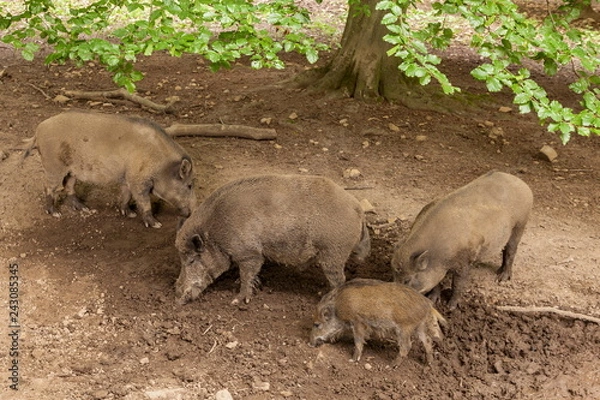 Fototapeta Wildschweine