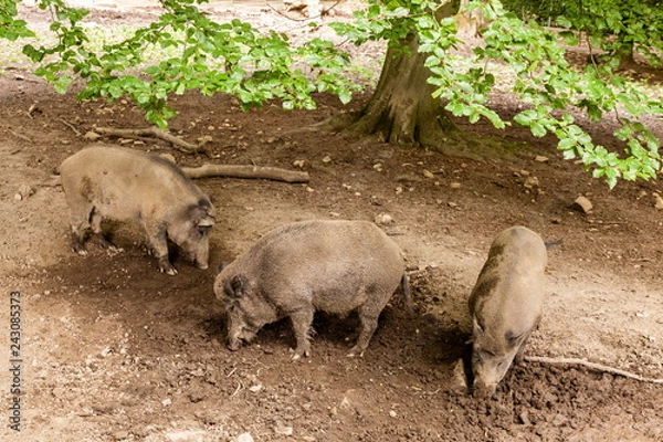 Fototapeta Wildschweine