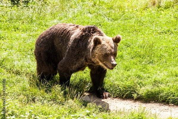 Fototapeta Brauner Bär