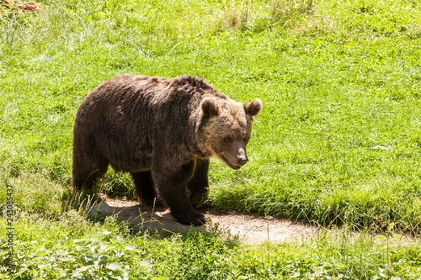 Fototapeta Brauner Bär