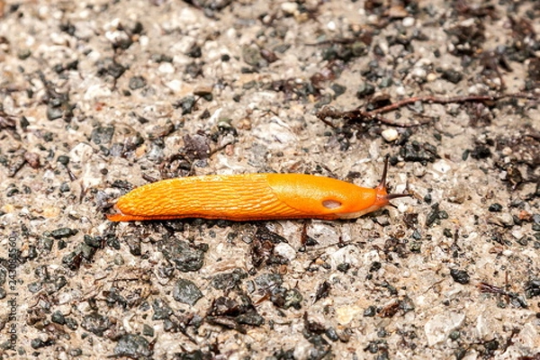 Fototapeta Rote Wegschnecke