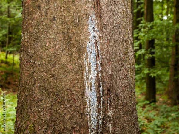 Fototapeta Baum mit Harz