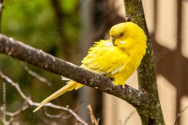 Fototapeta Gelber Kanarienvogel