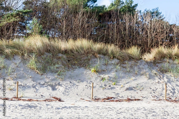 Fototapeta Düne mit Bäumen