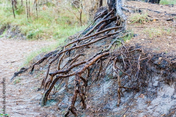 Fototapeta Baumwurzel