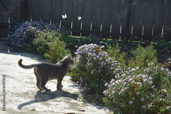 Obraz gato con mariposas