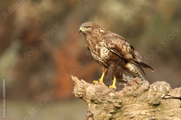 Fototapeta Common buzzard. Buteo buteo