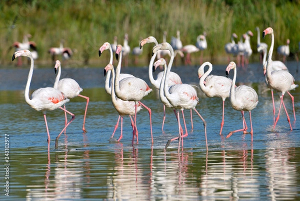 Fototapeta Grupa flamingów (Phoenicopterus ruber) w wodzie w Camargue to naturalny region położony na południe od Arles we Francji