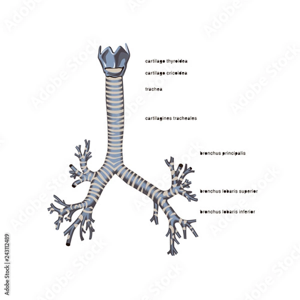 Fototapeta Trachea isolated flat vector illustration