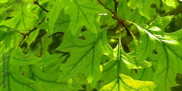 Fototapeta Grüne Blätter