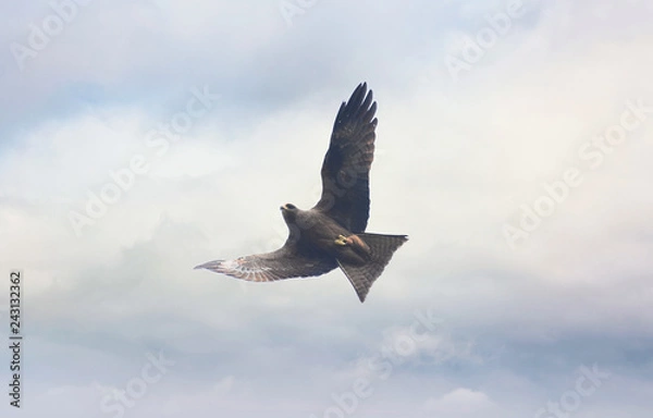 Obraz Flying Black Kite