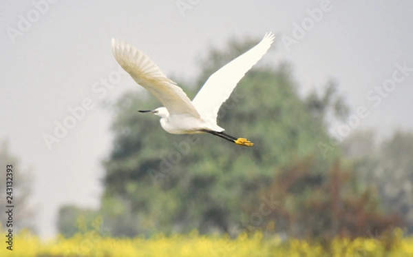 Obraz Cattle Egret flying