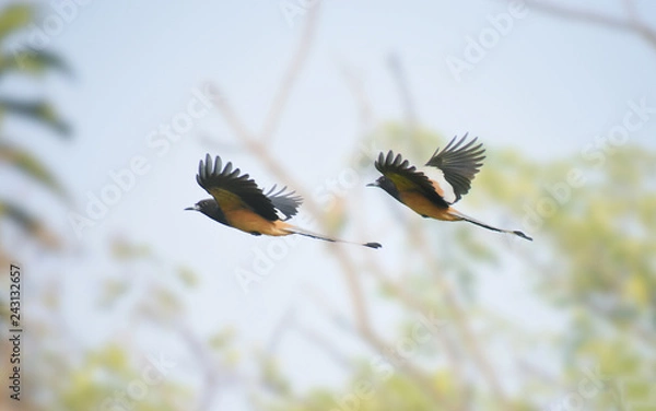 Obraz Rufous Treepie