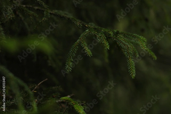 Obraz fir branch macro green background