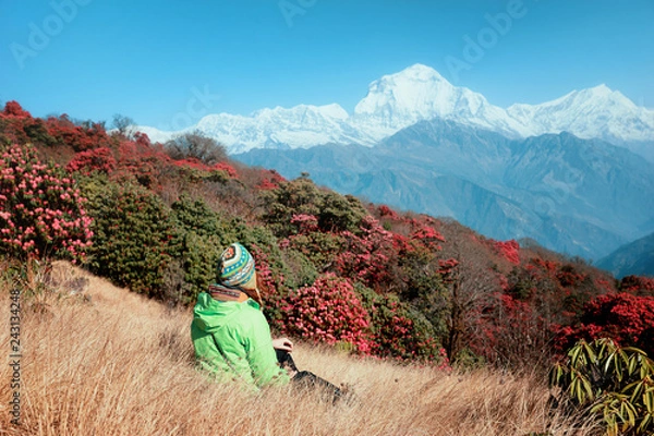 Fototapeta A tourist girl in a bright Nepalese hat sits against the backdrop of the snowy Himalayas and blooming rhododendrons. Beautiful view of the flowering rhododendron trees and snow mountains, Nepal