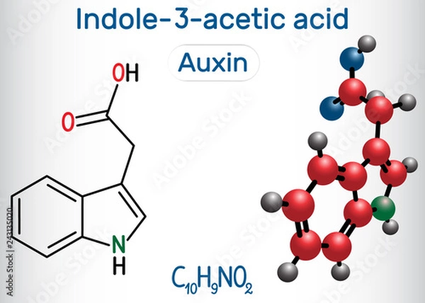 Obraz Auxin, Indole-3-acetic acid (IAA, 3-IAA). Structural chemical formula and molecule model.