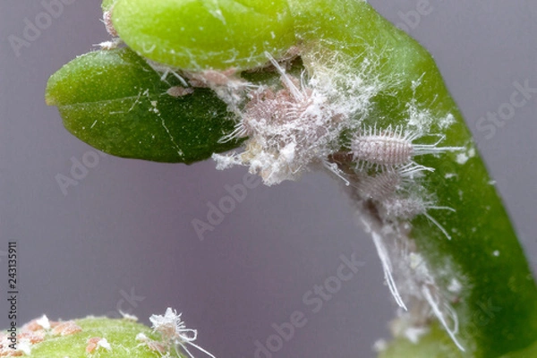 Obraz Orchideen mit Wollläusen