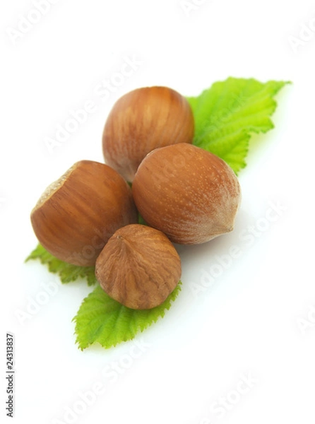 Fototapeta Four ripe wood nuts