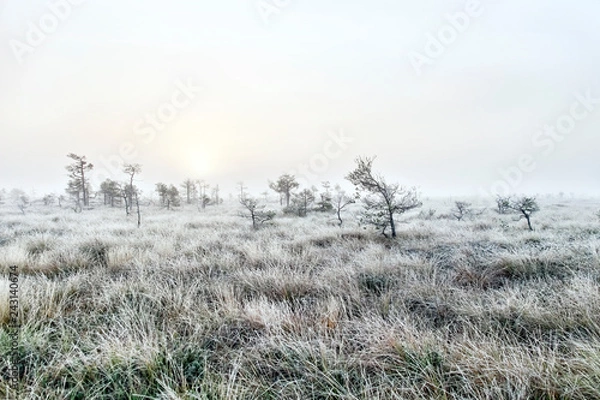 Fototapeta foggy dawn in the swamp