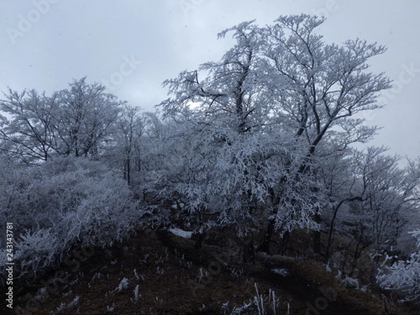 Obraz 霧氷の登山道