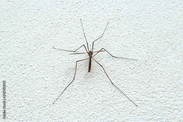 Obraz spider on the wall