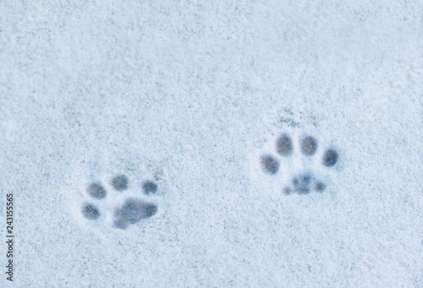 Fototapeta footprints cat in the snow