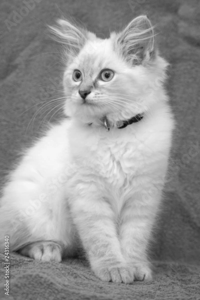 Obraz black and white kitten photo