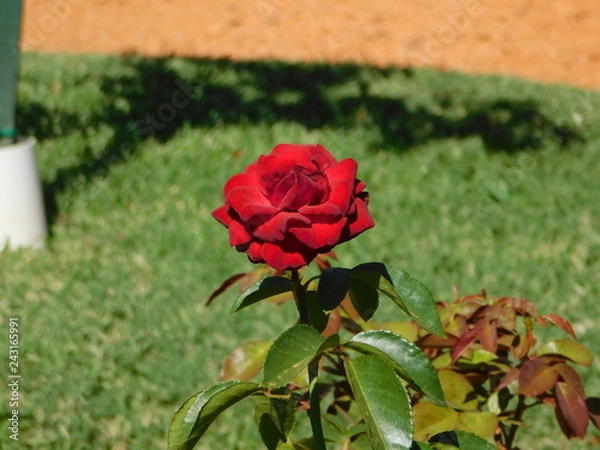 Obraz red rose in garden