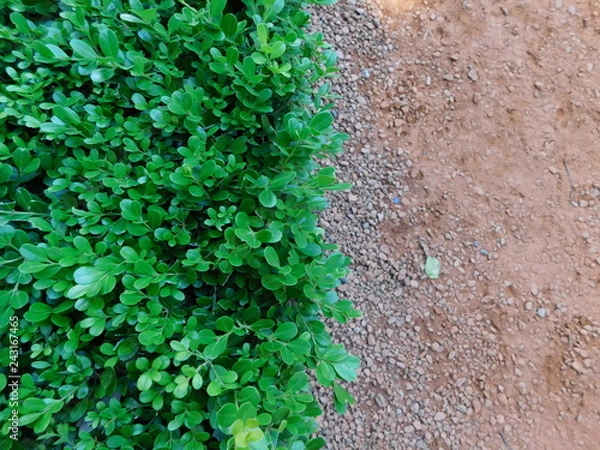 Obraz ivy on the wall