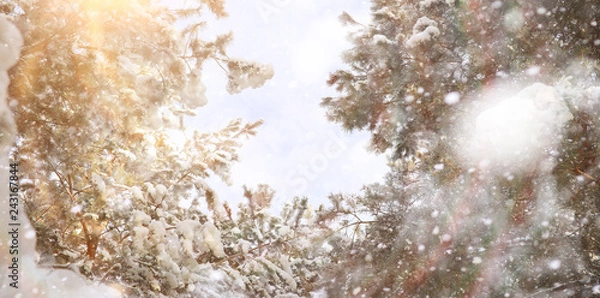 Obraz Winter Park. Landscape in snowy weather. January.