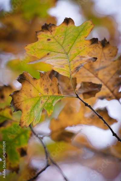Obraz beech tree leaves close up