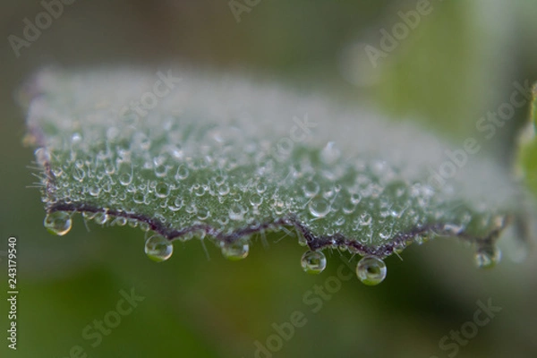 Obraz dew drops on green leaf