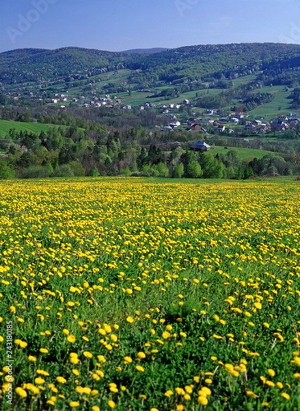 Obraz spring in Beskid Niski, Poland