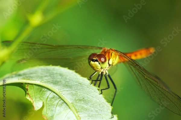 Fototapeta Dragonfly, lat. Lestes dryas , sitting on the green grass, swaying wind on a summer day.
