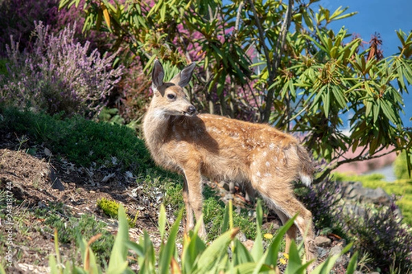 Obraz Fawn in Foliage