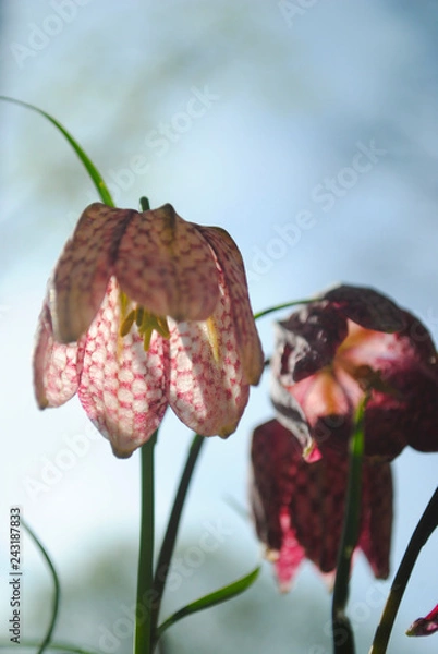 Obraz flowers in spring