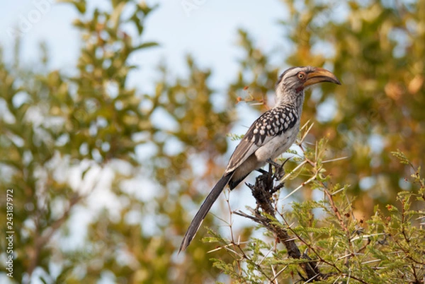 Obraz bird on a tree