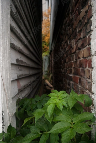 Obraz old brick wall with ivy