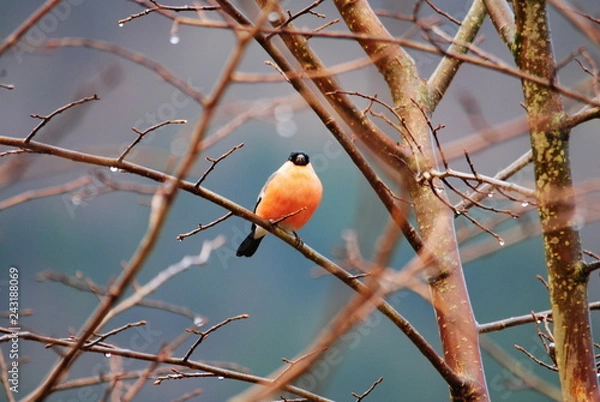 Obraz red bird on a branch