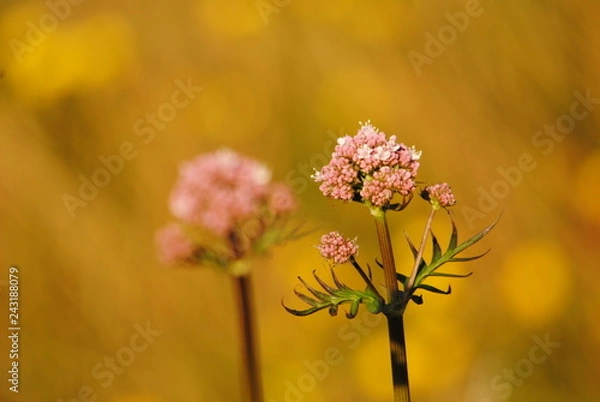 Obraz flowers on a green background