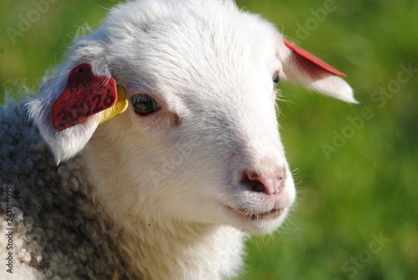 Obraz sheep on the farm