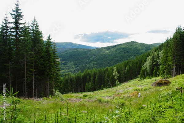 Obraz tall forest in the mountain