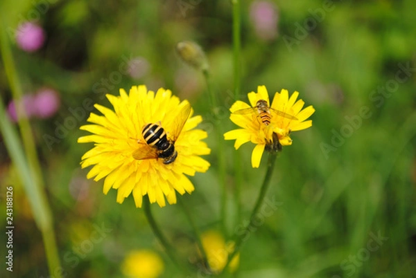 Fototapeta bee on a dandelion