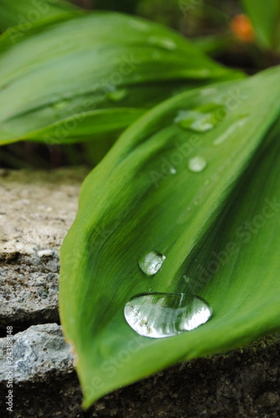 Obraz green leaf with water drops
